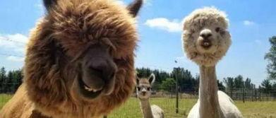 羊驼棉棉特性爆料视频,保暖舒适,环保时尚新宠 第1张 羊驼棉棉特性爆料视频,保暖舒适,环保时尚新宠 第1张